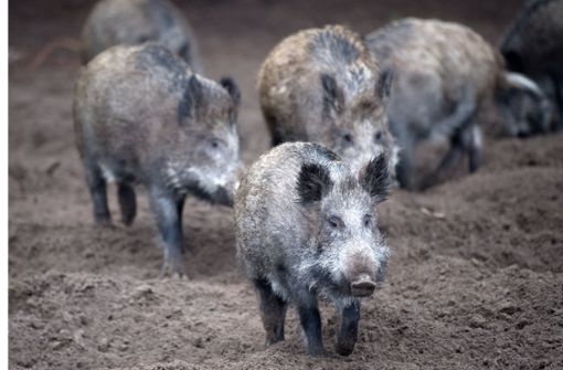 Wildschweine haben derzeit ein mieses Image: Sieben Gründe, warum wir sie trotzdem mögen. Foto: dpa