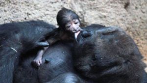 Nicht mehr namenlos: „Kianga“ heißt das Gorillababy aus dem Leipziger Zoo. Foto: Zoo Leipzig