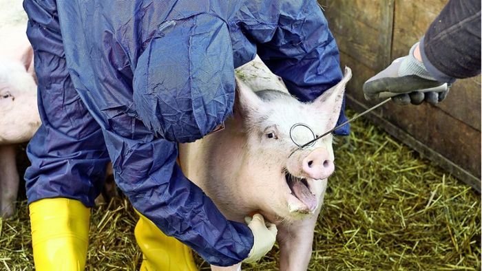 Schweinepest: Einsatzkräfte üben den Ernstfall