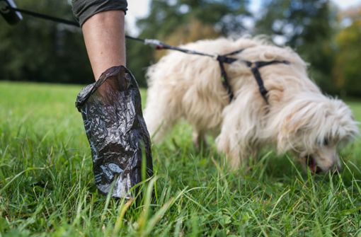 So soll es sein: Hundehaufen in eine Tüte packen und in den Müll werfen. Foto: Lichtgut/Max Kovalenko