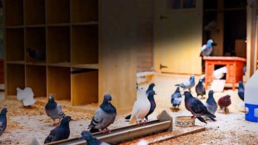 In ihrer Voliere stehen viele Regale. Tauben mögen ebene Sitzflächen. Foto: Böblingen/Stefanie Schlecht