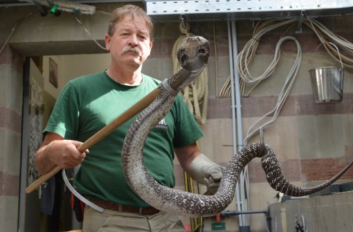 Er ist der Herr der Giftschlangen in der Stuttgarter Wilhelma: Harry Aberle. Foto: dpa