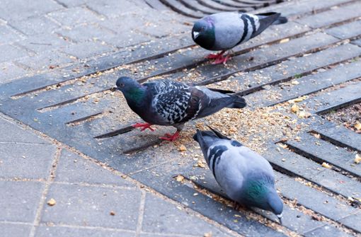 Tauben in der Stadt können zum Problem werden. Foto: Lichtgut/Max Kovalenko