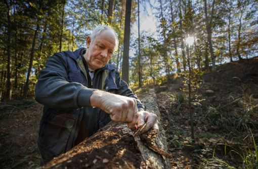 Mithilfe  eines Taschenmessers deckt Rainer Eisenmann (oben) auf,  welche Zerstörung der Borkenkäfer in seinem Versteck   unter der Rinde  verursacht. Foto: Gottfried Stoppel