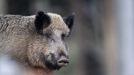 Wildschweine haben auf Friedhöfen nichts zu suchen. Foto: Lino Mirgeler/dpa