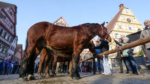 Zweibeiner und Vierbeiner sind am Pferdemarktsdienstag auf dem Marktplatz unterwegs. Foto: Simon Granville