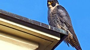 Ein wachsamer Falke auf dem Schlossdach Foto: SSG
