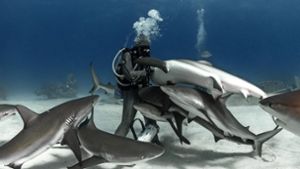 Arm im Maul: Cristina Zenato befreit einen Hai von einem Angelhaken Foto: Kewin Lorenzen