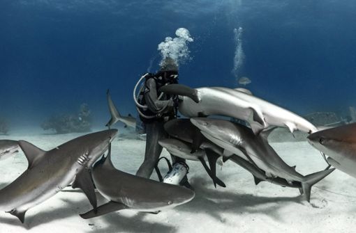 Arm im Maul: Cristina Zenato befreit einen Hai von einem Angelhaken Foto: Kewin Lorenzen