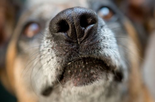 Der Rauschgiftspürhund der Polizei hat ein Versteck mit Marihuana erschnüffelt. (Symbolbild) Foto: dpa/Sven Hoppe