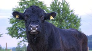 Viehhändler will Stier verladen und wird tödlich verletzt