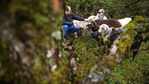 Schafe, glauben Ronald Blümle und Schäferin Christine Brencher, können bei der Pflege von Wiesen wertvolle Verbündete sein. Foto: Gottfried / Stoppel