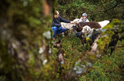 Schafe, glauben Ronald Blümle und Schäferin Christine Brencher, können bei der Pflege von Wiesen wertvolle Verbündete sein. Foto: Gottfried / Stoppel