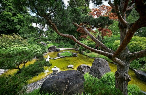 Üppige grüne Oase zwischen  Altstadt und Enzauen von Bietigheim-Bissingen: Im Japangarten wachsen etliche fernöstliche Pflanzen zwischen anmutigen Wasserläufen. Foto: Simon Granville