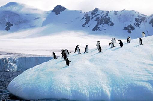 Die Pinguine ziehen sich immer weiter zurück. Foto: IMAGO
