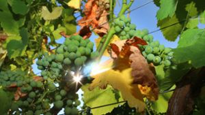 Anders als Kartoffeln, Grünfutter & Co. geht es dem Wein gut, er profitiert von der Wärme. Foto: dpa