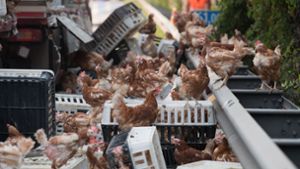 Tausende Hühner blockieren Autobahn
