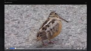 Der Vogel in diesem Video läuft ziemlich ruckelig – und ist dabei tierisch witzig. Foto: Screenshot Facebook / World Meme Database