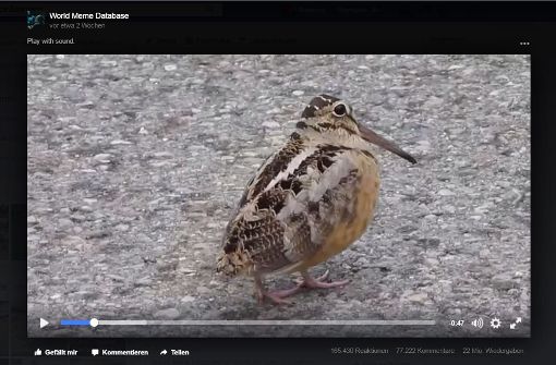 Der Vogel in diesem Video läuft ziemlich ruckelig – und ist dabei tierisch witzig. Foto: Screenshot Facebook / World Meme Database