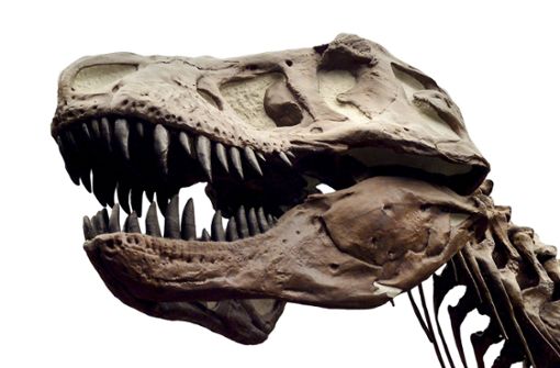 Der mächtige Schädel des T. rex war offenbar erstaunlich flexibel. Foto: Senckenberg