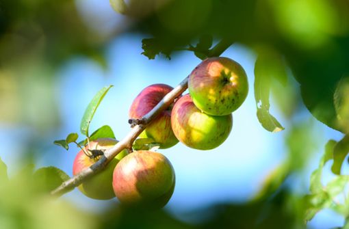 Die Stücklesbesitzer werden in diesem Jahr nur wenig Äpfel ernten können. Foto: dpa/Andreas Arnold