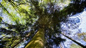 Bäume sind ein wertvolles Gut: Durch wiederkehrende Hitzeperioden wie 2018 sind  sie gefährdet. Foto: dpa