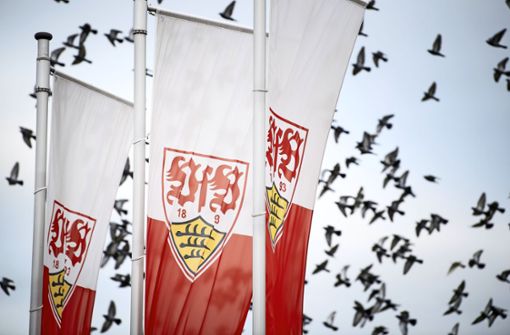Beim VfB Stuttgart sind vorerst nur die Vögel in Bewegung. Foto: dpa/Fabian Sommer