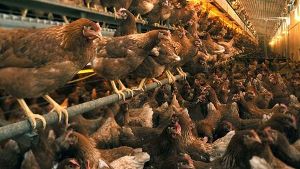 Hohenheimer Wissenschaftler möchten herausfinden, warum sich manche Hühner gegenseitig umbringen. Foto: dpa
