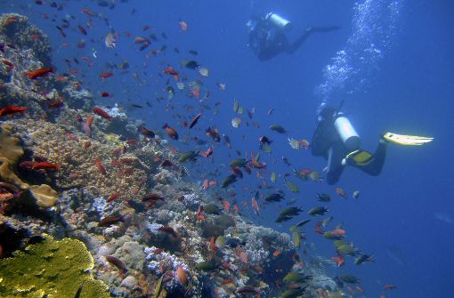 Noch tummeln sich an diesem Korallenriff vor Indonesien etliche Fische. Foto: AP
