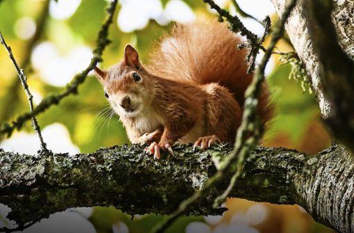 Eichhörnchen sind am liebsten weit oben in den Bäumen unterwegs. Das sollte bei der Platzierung einer Futterstelle berücksichtigt werden. Foto: dpa/Thomas Warnack