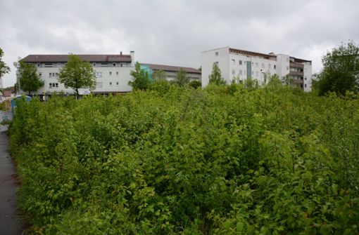 Nach und nach holt sich die Natur das bereits gerodete Grundstück für das neue Seniorenheim an der Markomannenstraße wieder zurück. Foto: Philipp Braitinger