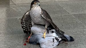 Eine seltene Szene: Ein Sperber hat in der Sophienstraße eine Taube geschlagen. Foto: Karsten Leffrang /)
