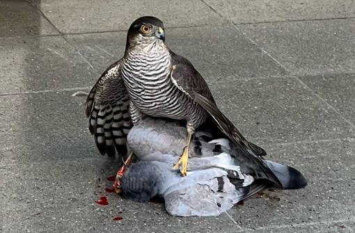 Eine seltene Szene: Ein Sperber hat in der Sophienstraße eine Taube geschlagen. Foto: Karsten Leffrang /)