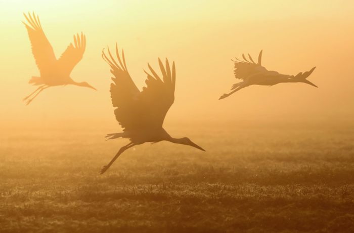 Zugvögel vollbringen enorme Leistungen: V-Formationen bringen viele Vorteile