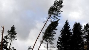 Bäume im Sturm - in Baden-Württemberg war von Xaver nur wenig zu spüren. Foto: dpa