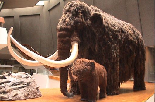Nachbildungen von Mammuts  gibt es zum Beispiel im Museum am Löwentor in Stuttgart zu sehen. Foto: Archiv/Löwentormuseum