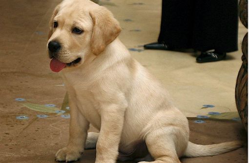 Labradore sind die beliebtesten Hunde in Deutschland. Foto: EPA