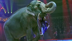 Ein Elefant im Circus Krone – Wildtiere werden weiterhin in der Manege geduldet (Archivbild) Foto: dpa/Ursula Düren