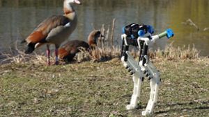 Der Roboter „Birdbot“ bei einer Begegnung mit seinen tierischen Vorbildern. Foto: Dynamic Locomotion Group/MPI-IS