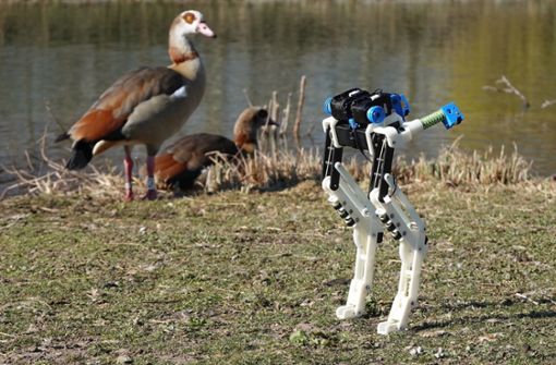 Der Roboter „Birdbot“ bei einer Begegnung mit seinen tierischen Vorbildern. Foto: Dynamic Locomotion Group/MPI-IS