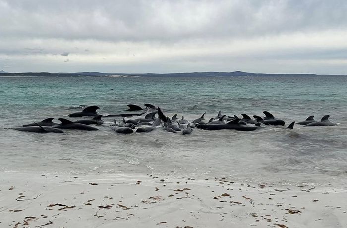 Australien: 70 Wale an Westküste gestrandet