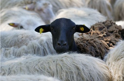 Anfang Juni dürften Schafe noch einmal ganz froh über ihr Fell sein. (Symbolbild) Foto: dpa/Henning Kaiser