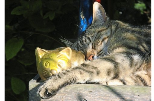 Kitty (2002-2015) – eine  Europäisch-Kurzhaar-Hauskatze – an ihrem Lieblingsplatz im Garten. Foto: Familie