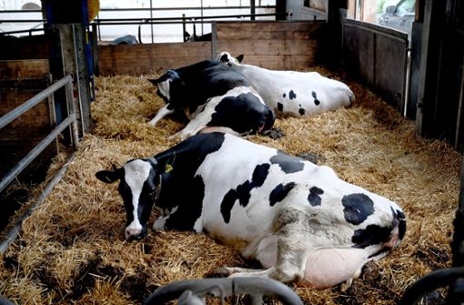 Die trächtigen Kühe haben ein besonders dickes, gemütliches Strohbett. Foto: Werner Kuhnle/Werner Kuhnle