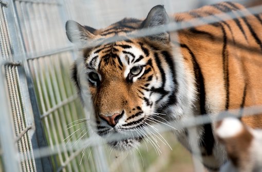 Kritiker sagen, dass Wildtiere nicht in den Zirkus gehören. Foto: dpa