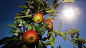  Besonders die Obstbaubetriebe verzeichneten in diesem Jahr ein deutliches Minus. (Symbolfoto) Foto: picture alliance / dpa/Arno Burgi