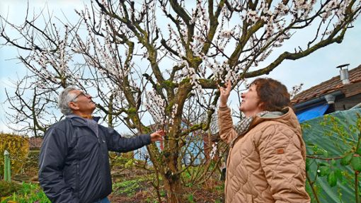 Klaus Süpfle und Gartenwartin Claudia Maisenbacher von den Seracher Gartenfreunden stehen an einem Aprikosenbaum, der bereits in voller Blüte steht. Foto: /Gaby Weiß