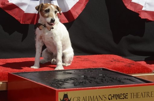 In seinem 13-jährigen Hundeleben hat Uggie viele rote Teppiche gesehen. Foto: EPA