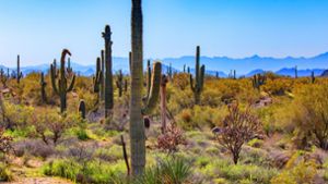 Dürre, Kakteen und Gespenster: So erscheint Arizona in Téa Obrehts Roman. Foto: imago images / blickwinkel/A. Hartl