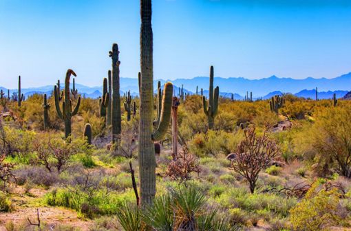 Dürre, Kakteen und Gespenster: So erscheint Arizona in Téa Obrehts Roman. Foto: imago images / blickwinkel/A. Hartl